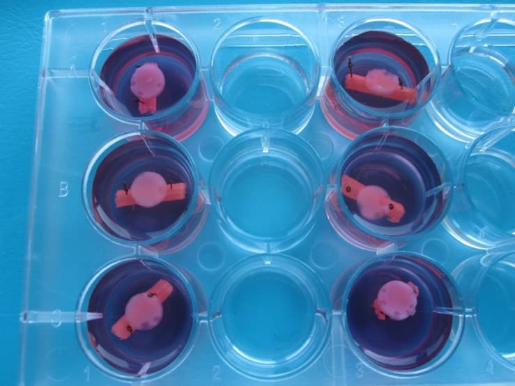 Eine Laborplatte enthält mehrere Vertiefungen, die mit einer violetten Flüssigkeit gefüllt sind, und kleine rosa Gewebeproben in einigen Vertiefungen, von oben gesehen auf einer blauen Fläche.